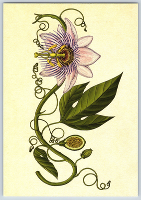 #ad Postcard Kew Botanicum Vines And Creepers Purple Passionflower $5.00