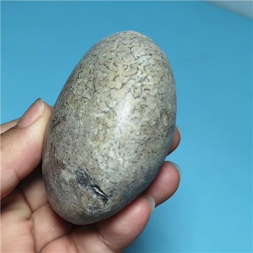 236g  Awesome! natural Dinosaur Bone Fossil Crystal Handlebar Madagascar  i608 - Picture 8 of 10