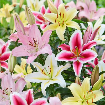 Garden State Bulb Mixed Oriental Lily Flower Bulbs, 14/16cm, Spring Planting