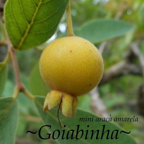 ~GOIABINHA~ Psidium cattleianium Anestor FRUIT TREE Live Potd med 12-24+in Plant - Picture 3 of 9