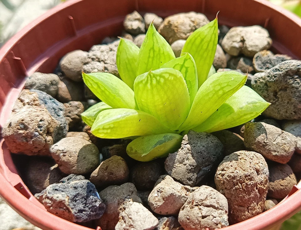 Haworthia cymbiformis rare succulent cactus casti live plant free gift - Image 4 of 4