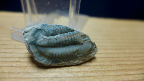 IMPRESE GEOLOGICHE trilobite fossile cambriano Housia canadensis Canada - Foto 4 di 7