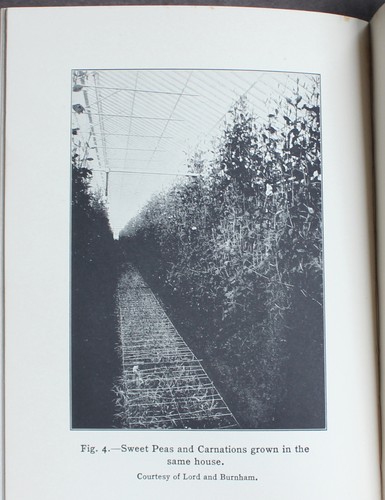 Rare Antique Old Book Sweat Peas 1917 Illustrated Farm Garden Agriculture Nature - Picture 16 of 24