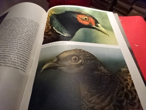 HAJEK (Karel) - Les Beautés inconnues de la chasse.  - Imagen 11 de 12