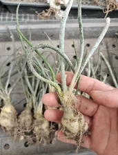 3pcs 1-2cm Succulent cactus Plants Astrophytum caput-medusae Plant wholesale