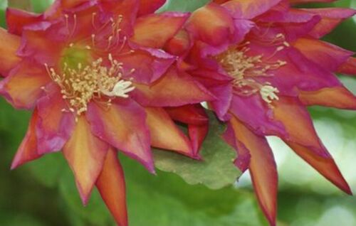 1 seltene frische RHed SCHNEIDEN Epiphyllum ""DragonHeart"" ~4" & frisch Mystery CTG - Bild 2 von 4
