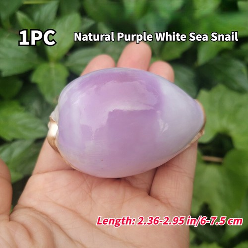1pc Shiny Purple Natural Sea Snail 6-7.5CM Seashell Specimen Decors Ornament DIY - Picture 4 of 14