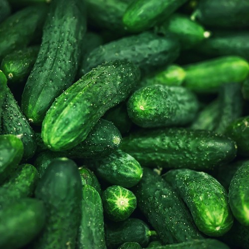 100 Spacemaster Cucumber Seeds - Everwilde Farms Mylar Seed Packet - Picture 3 of 3