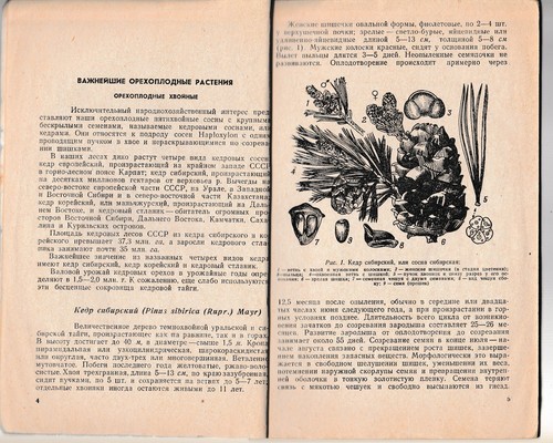 Дикорастущие плодовые ягодные орехоплодные растения Russian Wild fruit plants - Picture 5 of 11