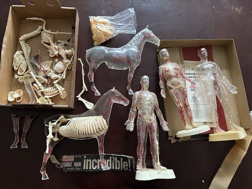 Vintage Revell The Visible Man x2 Woman Horse Human Body Model Kits 1977 anatomy - Picture 1 of 5