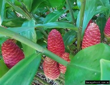 1 Pound of Shampoo Ginger Rhizomes, Zingiber Zerumbet, Free Shipping