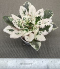 African Violet Plant - Dean's Silver Veil ~ Gorgeous variegated semi-miniature
