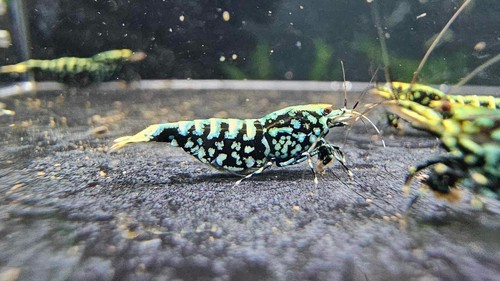 1 Hochwertige Blue Galaxy Snowflake Fishbone Caridina Garnelen. Live Garantie.