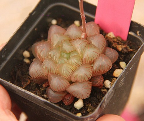 Hermosa planta suculenta 4 cm Haworthia Cooperi Baker Red Obtusa Variegata - Imagen 4 de 12