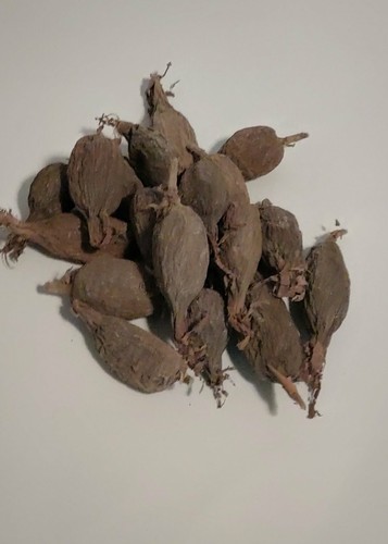 Alligator Pepper Grain Of Paradise , 6 Pods - Picture 1 of 3