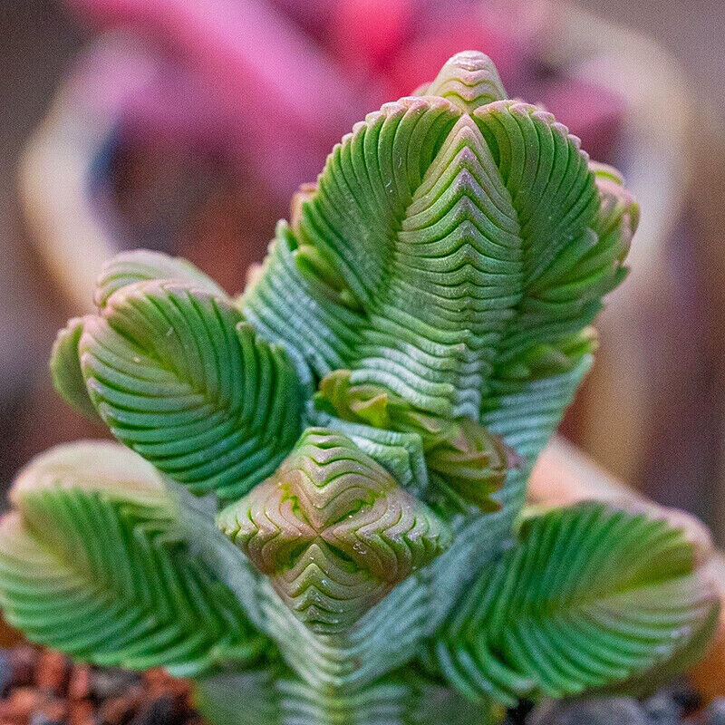 Picture 4 of 18