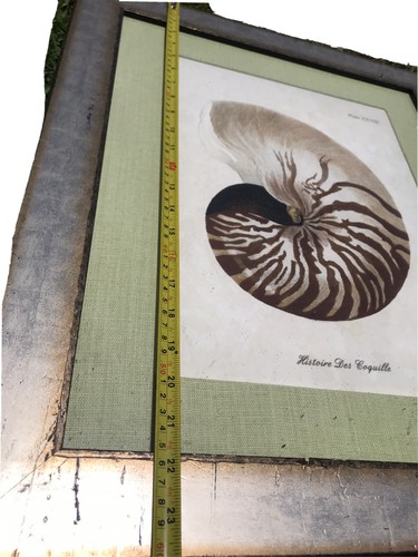 COASTAL SEASHELL Picture Framed  24” x 20” Tropical Palm Beach Home Decor - Picture 8 of 11