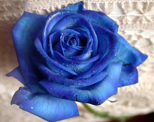 100 Rose Seeds Fresh Colorful China Rare Rose Seed Garden Flower - Picture 5 of 13