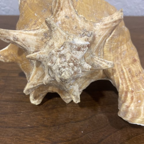 VINTAGE Large Conch Sea Shell Seashell 10" Beach Horn 3 Lbs 2 Oz - Imagen 4 de 13
