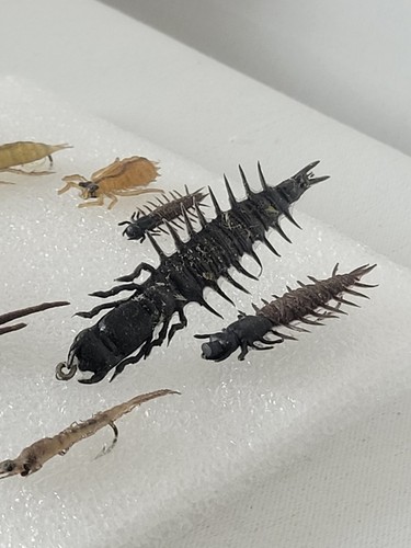 Vintage Fly-Fishing Lure Lures Lot Rubber Insects Bugs Flies Caterpillars - Picture 9 of 15