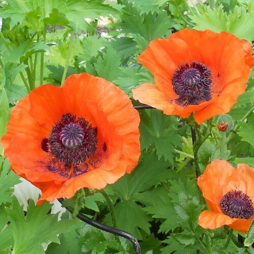 2,500 Papaver orientalis Oriental Perennial Poppy Seeds Organic, Non-GMO US Ship - Picture 6 of 7