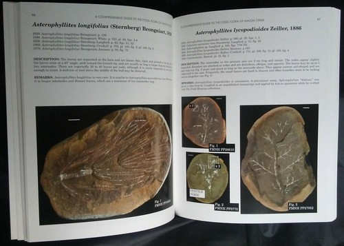 A Comprehensive Guide to the Fossil Flora of Mazon Creek,ESCONI hardcover Wittry - Picture 5 of 12