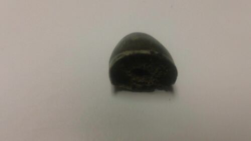 LARGE Fossil Alligator Mississippiensis Tooth Megalodon Era - Picture 3 of 4