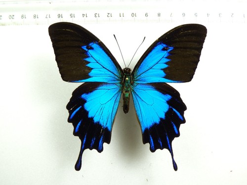 ENTOMOLOGIE, SCHMETTERLING: PAPILIO TELEGONUS TELEGONUS MÄNNLICHE BACHAN-INSEL
