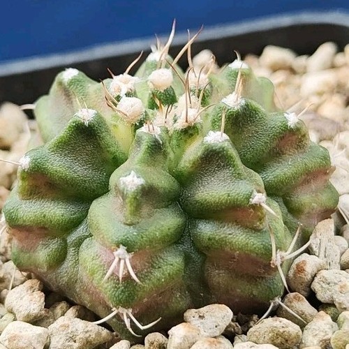 Gymnocalycium T-REX (3 Colori) TOPF 6 CM Auf eigener Wurzel Seltene Pflanze!!!