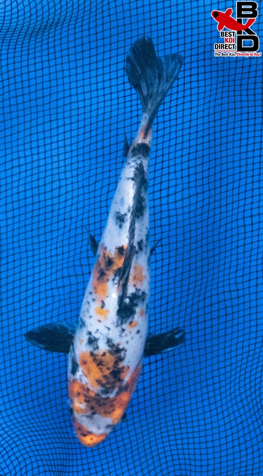8" YAMATO NISHIKI Live Koi Fish Garden Pond 10/30