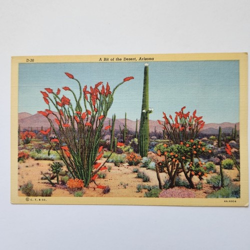 Vintage Postcard A Bit Of The Desert Arizona C.T. Art-Colortone Genuine Curt - Picture 1 of 5
