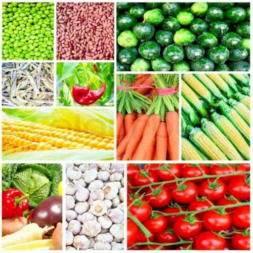 150+ Heirloom Vegetable Seeds 6 Variety Garden Set #5 Emergency Survival NON-GMO - Afbeelding 1 van 12