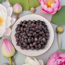 Mixed Lotus Seeds Assorted Colors for Ponds, Water Gardens, and Aquascapes