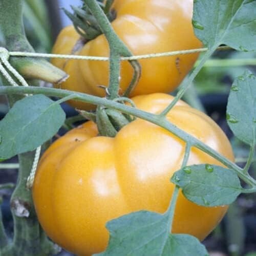 200 semillas de tomate en 20 variedades diferentes + regalo - Imagen 5 de 7