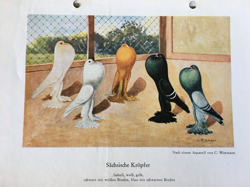 Geschenkidee für Taubenzüchter - nostalgische Kunstdrucke gerahmt - Kröpfer - Bild 10 von 35