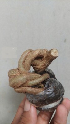 bonsai tree material premna twist. with phytosanytari