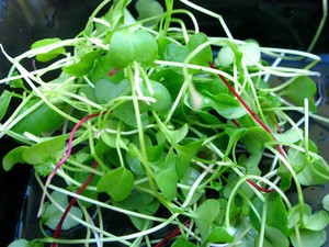 Micro Greens Broccoli Grow Your Own Winter Windowsill Salads 5 G Image Is Loading Micro Greens Broccoli Grow Your Own Winter Windowsill