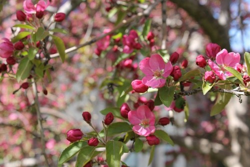 ☺30 graines de pommier sauvage / des bois / Boquettier / European crabapple / - Picture 2 of 3