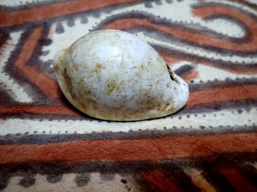 PNG Shell Currency Pendant Egg Cowrie Exchange Vintage 20th C - Picture 2 of 10