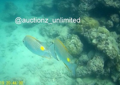 Digital Bild Bild Foto Pic Andaman Indien Unterwasser Korallen Leben...