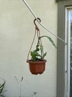 Ric Rac Orchid Cactus in 3” Pot Flowering Epiphyllum Anguliger Fishbone