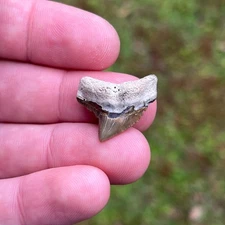 0.90" Natural Fossil Tiger Shark Galeocerdo cuvier Bone Valley Florida
