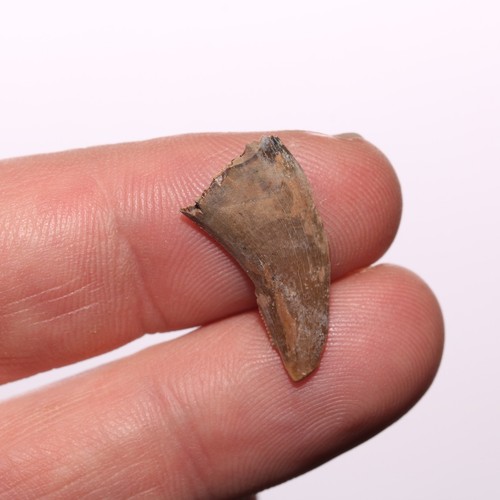Nanotyrannus Tooth Half Dinosaur Fossil with Serrations - Hell Creek Formation