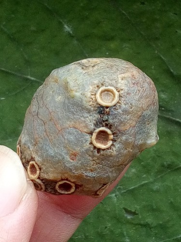 31mm Naturachat Gobi Achat Augenachat Stein Präparat Sammlung - Bild 14 von 18