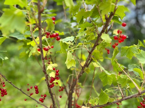 Red Currant (ribes rubrum) - Picture 4 of 9