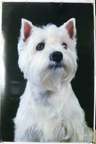 Westie rare vintage dog poster 24.25" X 36.50" NOS (b356) - Picture 2 of 3