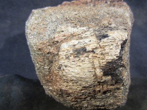 Dinosaur Bone Maiasaura Hadrosaur Bone Two Medicine Formation - Picture 4 of 8