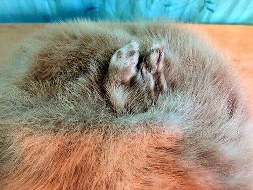 BONWIT TELLER HAT: Vintage 60’s Mink Fur CAMEL SIZE 6 USA MADE PILL BOX STYLE - Picture 2 of 5