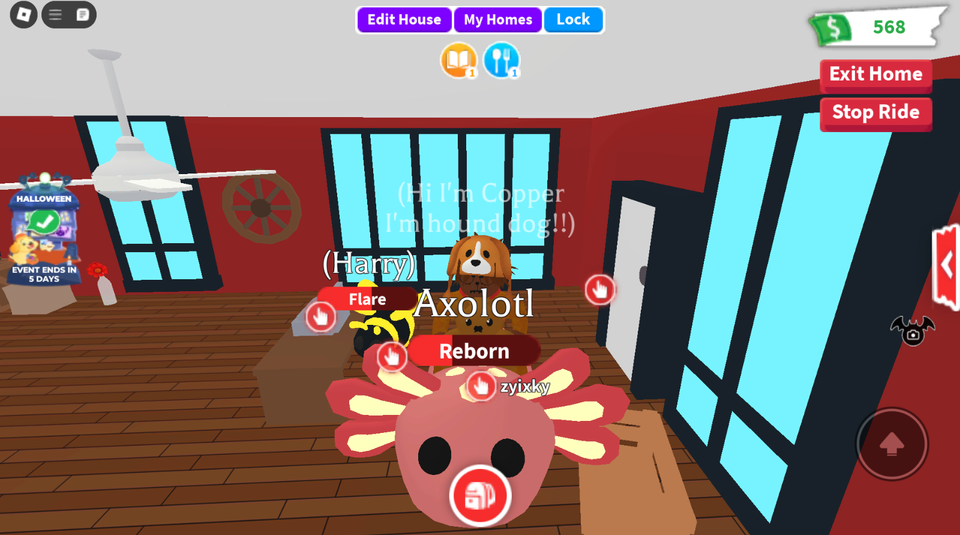 ADOPT Pets From ME Cheap Pets 24 HOUR DELIVERY! Trusted eBay