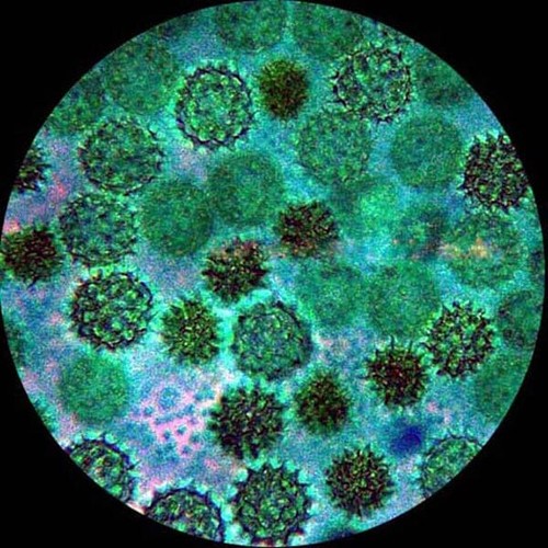 Amscope 40-1000x Portable Student Microscope Kit-Specimens-Tools-Experiment Card - Picture 11 of 11